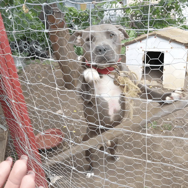 A pitbull 3 eve meg van kotozve1.jpg