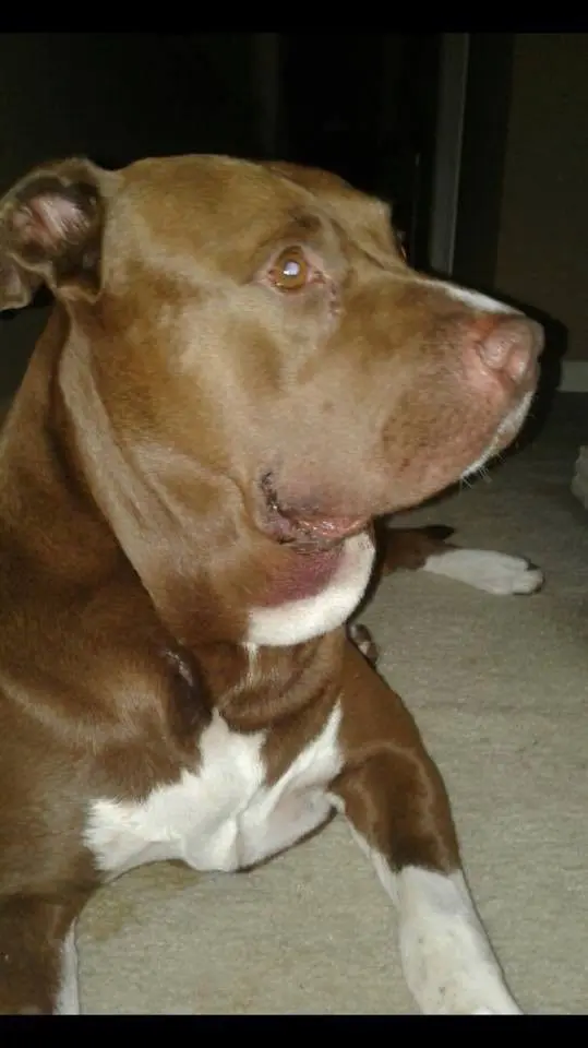 Pitbull az éjben: egy váratlan mentés, ami mindent megváltoztatott 1 A pitbull elkezd rohanni a gyerek fele1.jpg