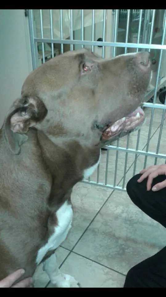 Pitbull az éjben: egy váratlan mentés, ami mindent megváltoztatott 3 A pitbull elkezd rohanni a gyerek fele4.jpg