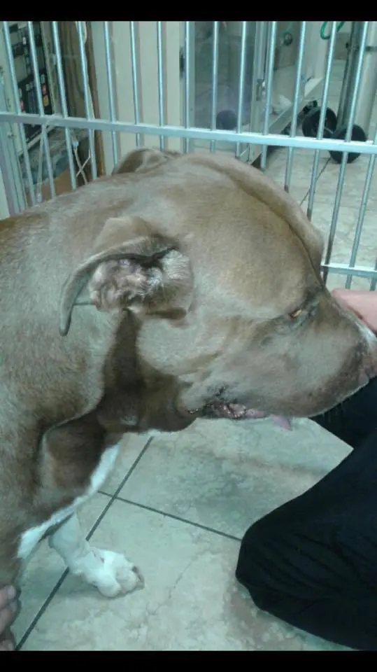 Pitbull az éjben: egy váratlan mentés, ami mindent megváltoztatott 4 A pitbull elkezd rohanni a gyerek fele5.jpg