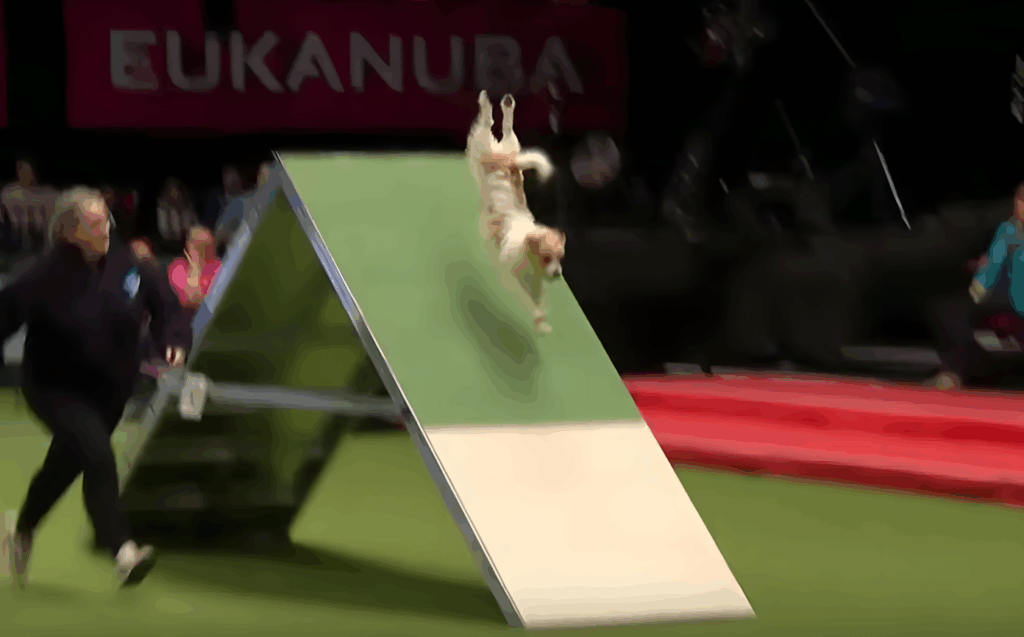 Az alabbiakban egy aranyos kis Jack Russel terrier teljesitmenyet mutassuk meg. Olly nak hivjak es ot becezik szabad szellemnek. Az elenk fiunak van egy sajat gondol.png