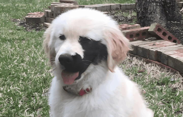 Golden retriever egy kulonleges rendellenesseggel szuletett.jpg