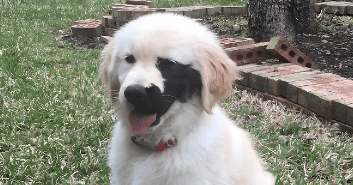 Golden retriever egy kulonleges rendellenesseggel szuletett.jpg