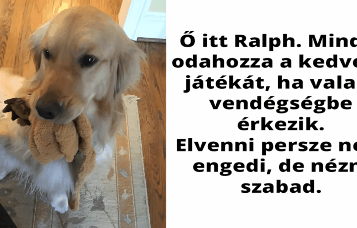 Golden retrieverek Facebook.jpg