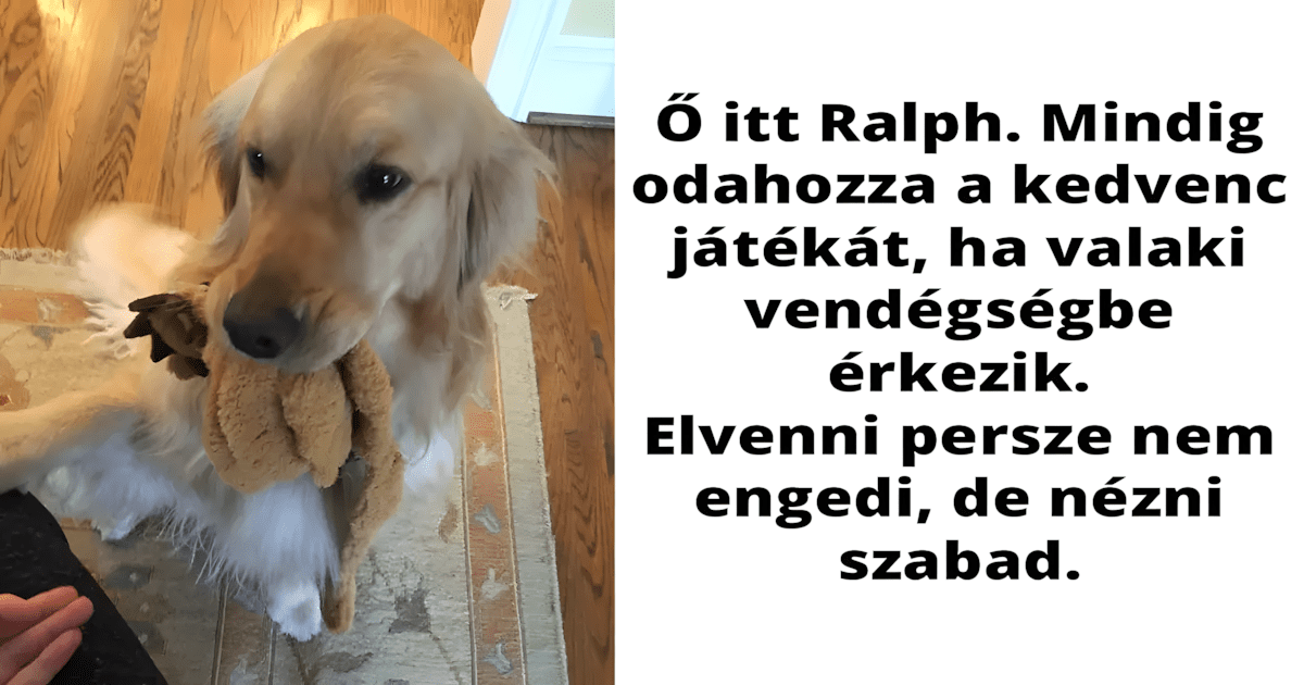 Golden retrieverek Facebook.jpg