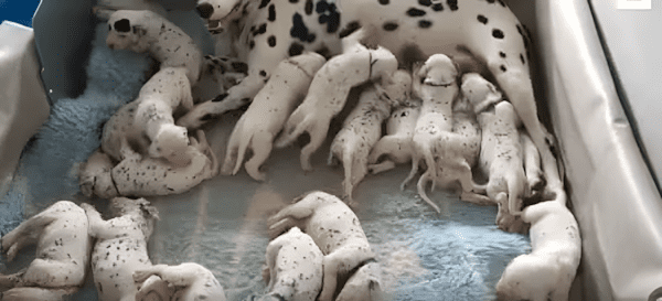 Iden majus 18. an a Dalmata Miley eloszor anyuka lett. Miley es a kolykok apja Astor nagyon boldogok voltak ho.jpg