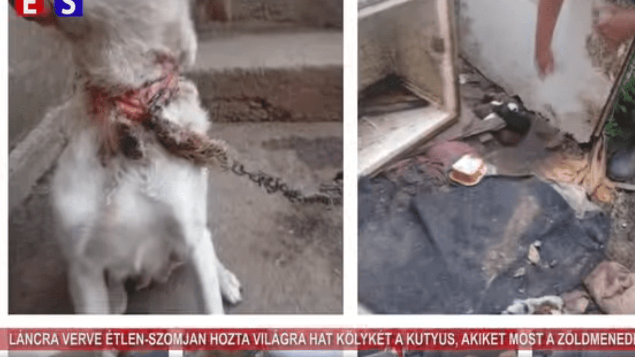 Kepernyokep 2025 08 08 174432