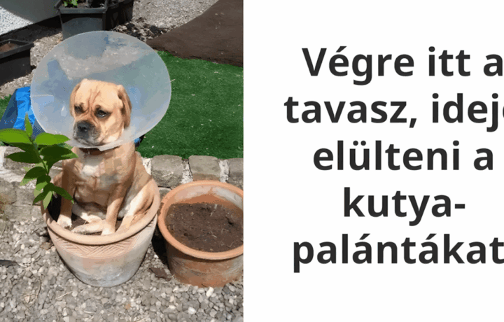Legjobb jokedvre derito allatok.jpg