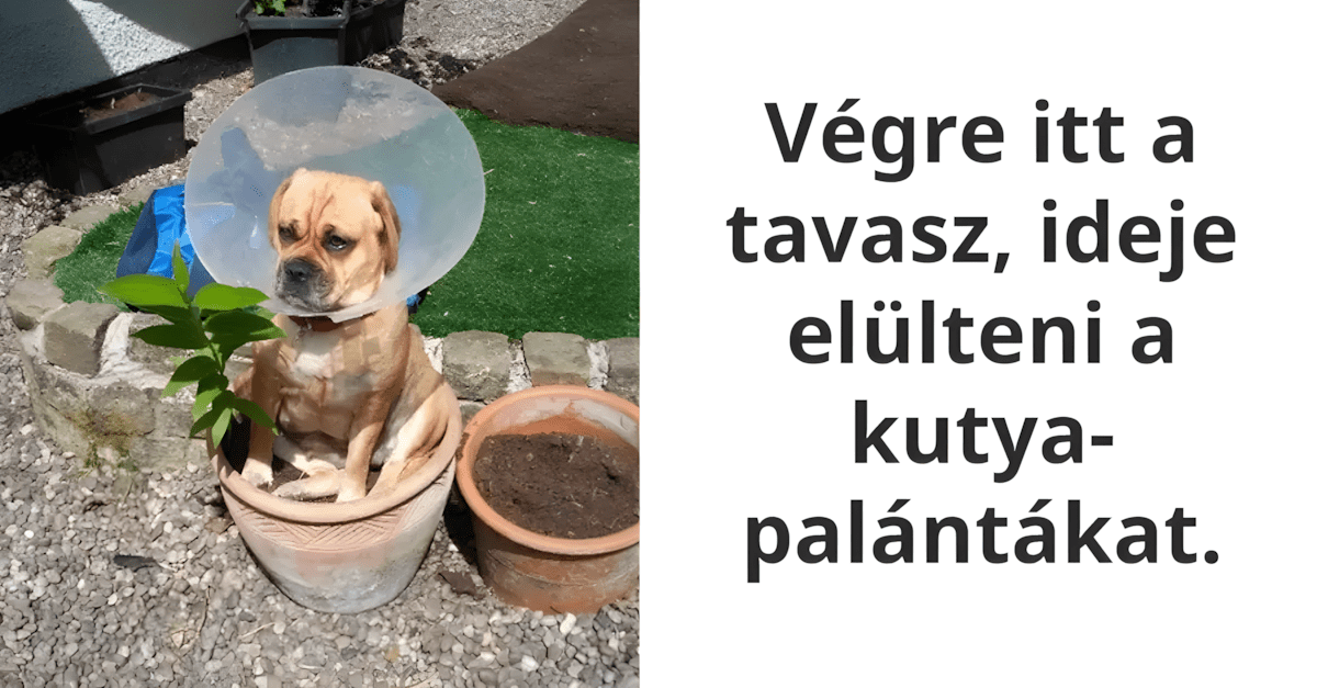 Legjobb jokedvre derito allatok.jpg