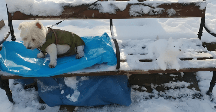 Meghato modon allitottak emleket a meghalt kutyusnak1.jpg