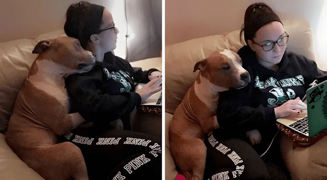 Nem gyozi olelgetni uj gazdajat a megmentett pitbull1.jpg