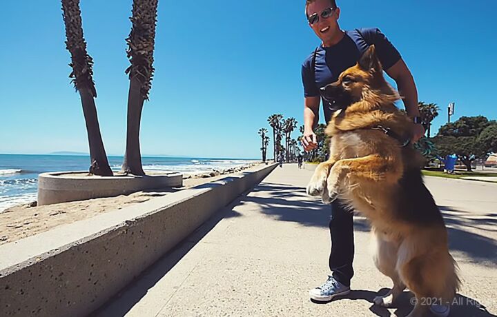 OG Homeless German Shepherd Dog Screams Like a Person When He Sees Ocean First Time Amazing Reaction 2 18 screenshot