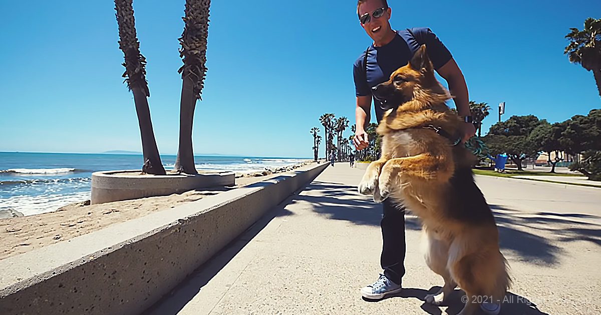 OG Homeless German Shepherd Dog Screams Like a Person When He Sees Ocean First Time Amazing Reaction 2 18 screenshot