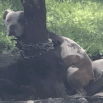 Ugy lancoltak ki a pitbullt hogy a fejet se birta mozgatni.png