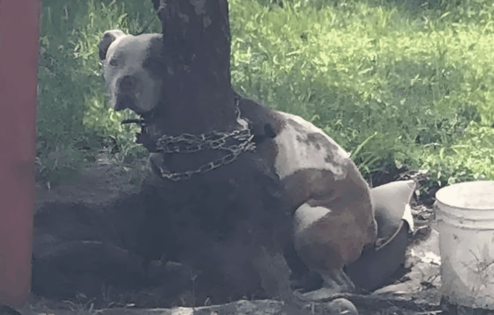 Ugy lancoltak ki a pitbullt hogy a fejet se birta mozgatni.png