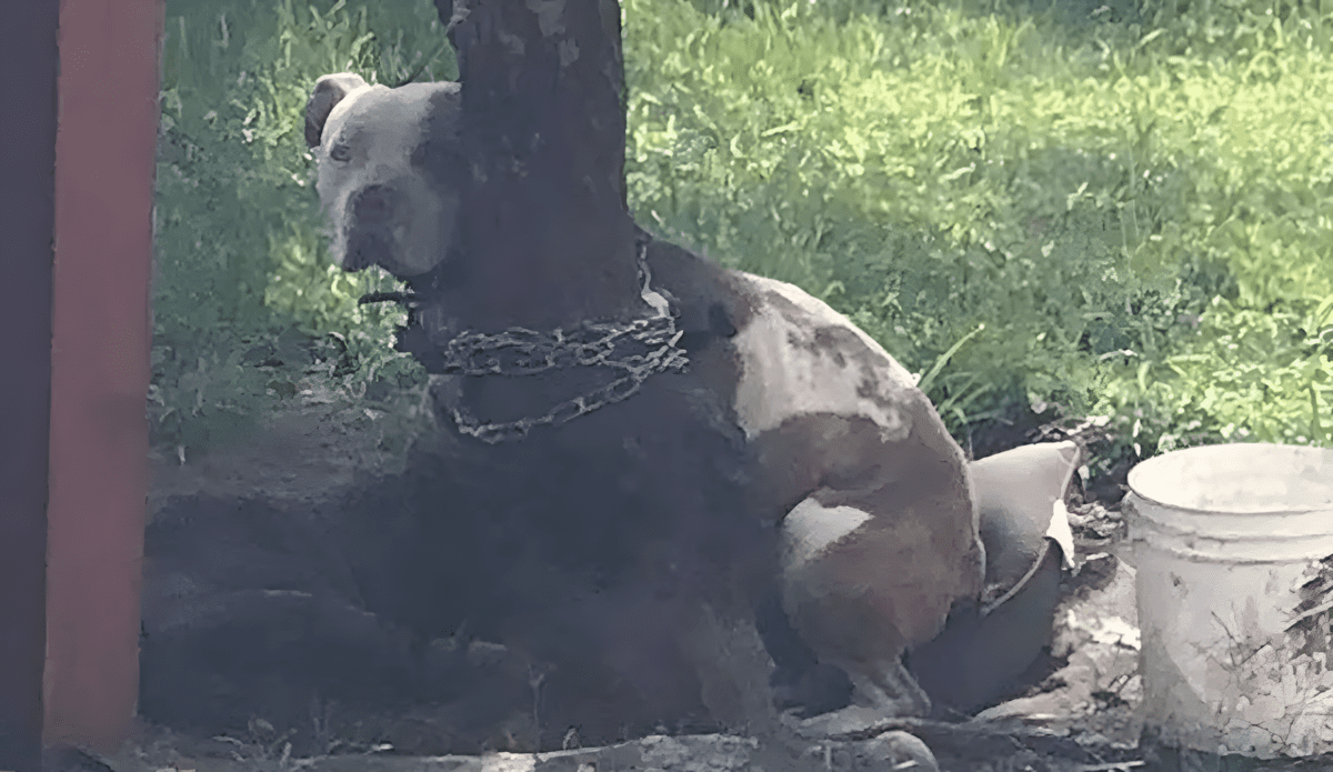 Ugy lancoltak ki a pitbullt hogy a fejet se birta mozgatni.png