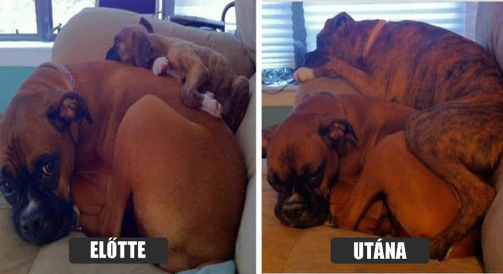 így cseperednek az állatok