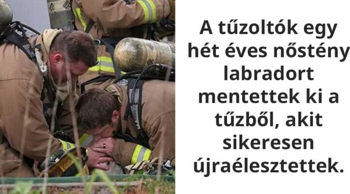 A bátorság és segítőkészség hősei: Tűzoltók és az állatok megmentése 3 A hősök köztünk élnek