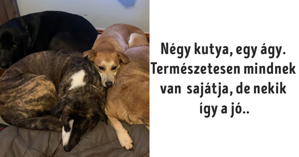 vicces gazdis szituációk