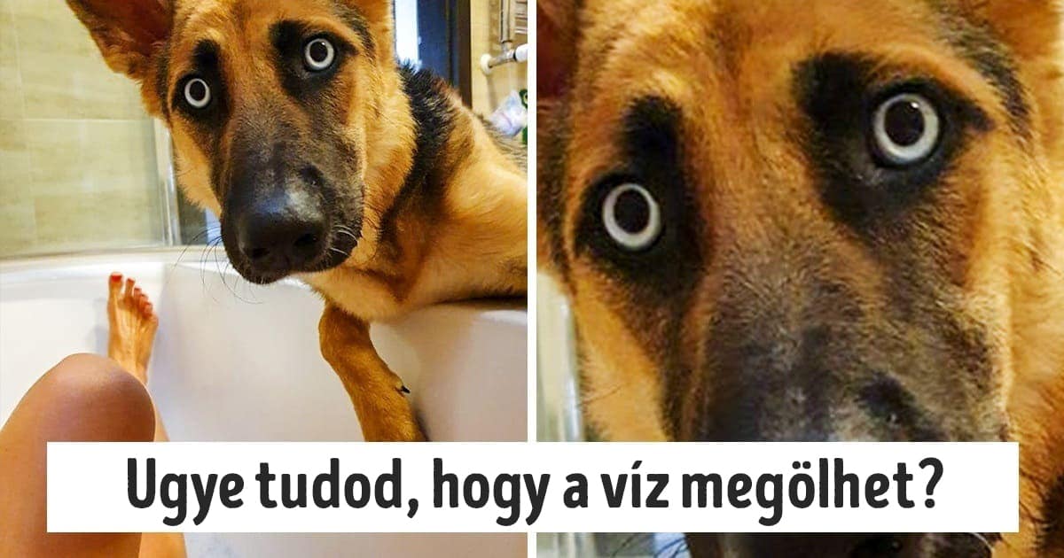 Aranyos macska és kutya vicces pillanatai