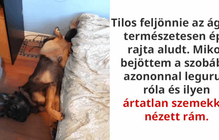 a haziallatokat nagyon csunyan rajtakaptak.jpg