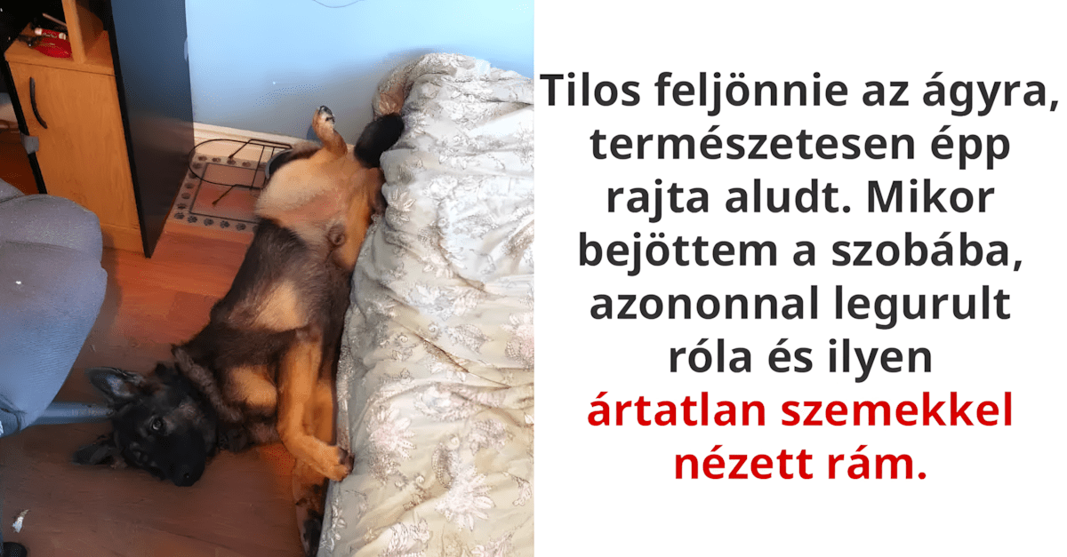 a haziallatokat nagyon csunyan rajtakaptak.jpg