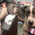 haldoklópitbull