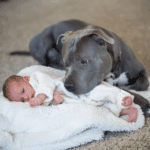 a pitbull mint csaladtag 02
