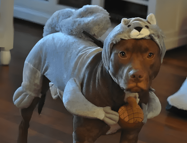 a pitbullok a legrosszabb haziallatok20.jpg