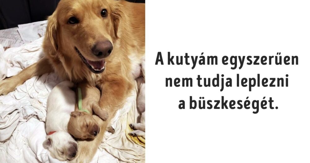 az állatok igenis gondoskodó élőlények