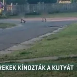 allatkinzas kutya gyerekek encsencs image 7179c393843b19d79f2a66036cf9 16 9