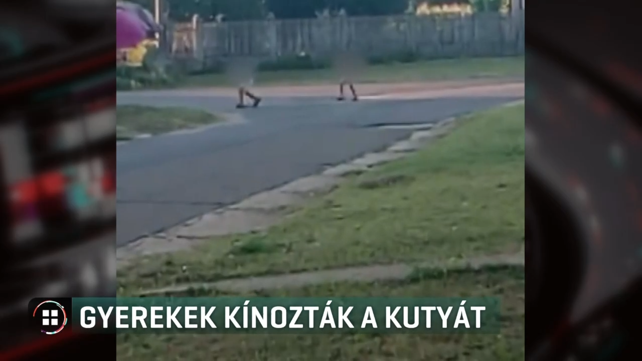 allatkinzas kutya gyerekek encsencs image 7179c393843b19d79f2a66036cf9 16 9