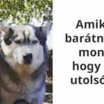 allatok a legjobb humoristak.jpg