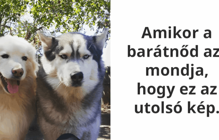 allatok a legjobb humoristak.jpg