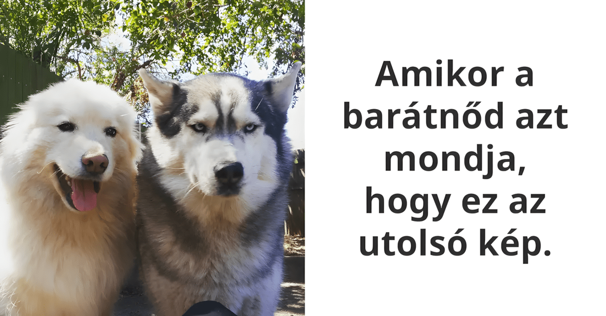 allatok a legjobb humoristak.jpg