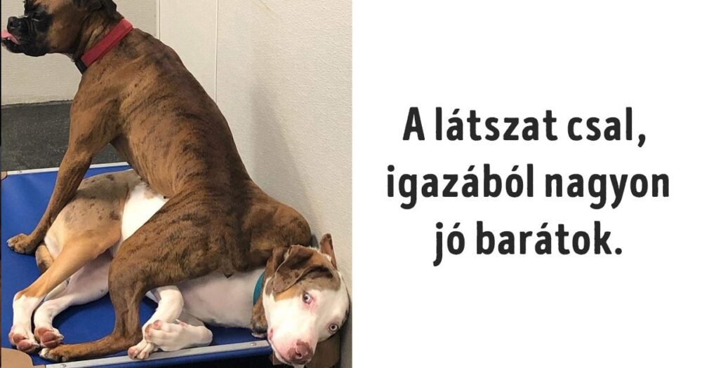 állatok, akik a legrosszabb napodon is könnyen jó kedvre derítenek