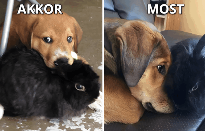 allatok egyutt nottek.jpg
