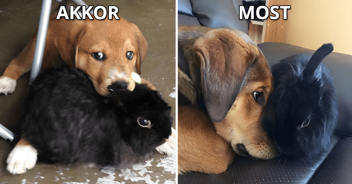allatok egyutt nottek.jpg
