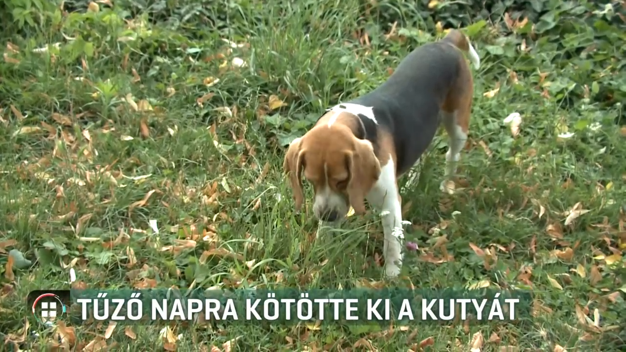 allatvedelem allattartas kutya baromfi influenszer image 3c82e51e4a0f663e451b65785f79