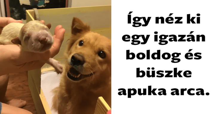 apakutya.jpg