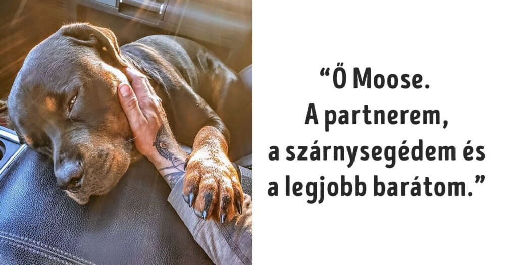 az állatok mindennél többre tartják a szeretetünket
