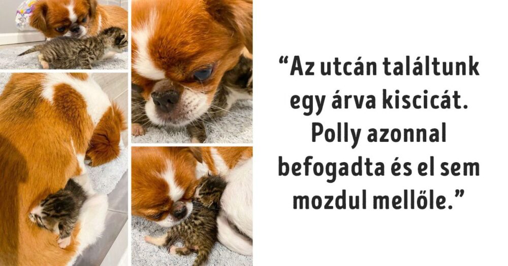 12 állatanyuka