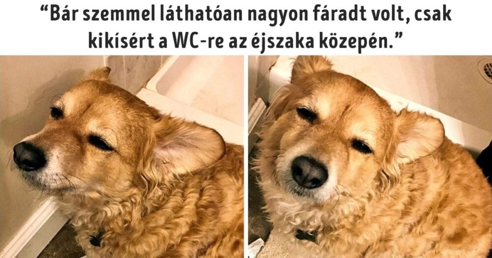 Megható pillanatok gazdik és állataik között