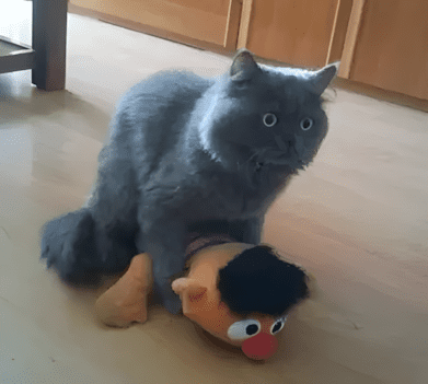 „Gazdi?! Te mit keresel itthon ilyen korán?!” – 18 lebukott kisállat 3 cica.png