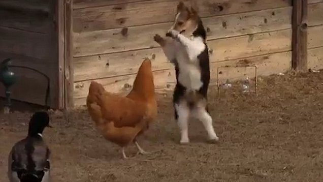 corgi pup chicken duck daily sun
