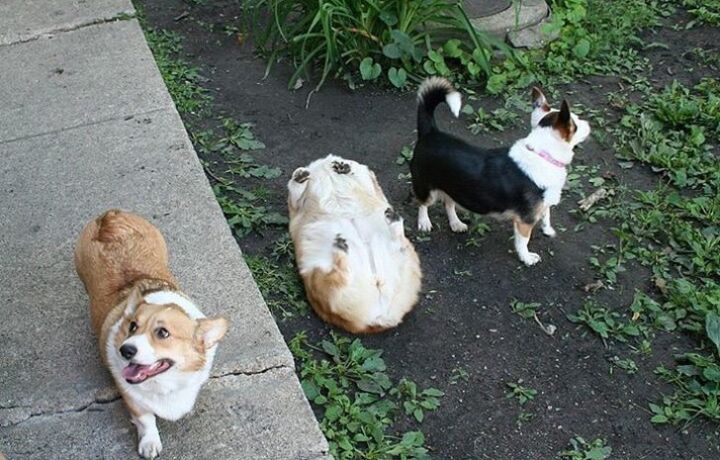 24 kép corgikról