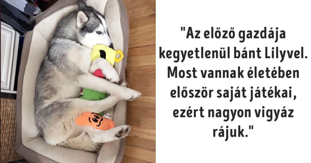 Állatok, akik új otthonra találtak szerető gazdijukkal