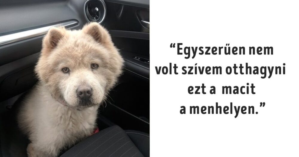 Cuki állatok, akik belopják magukat a szívünkbe