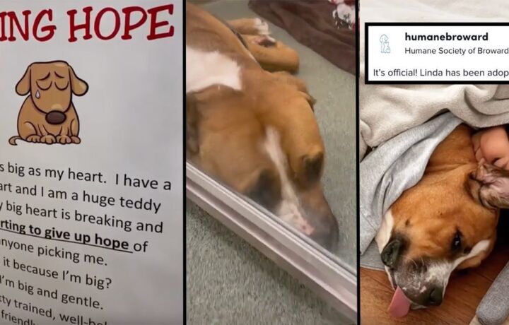 dog losing hope finally finds her forever home after going viral with her heartbreaking story