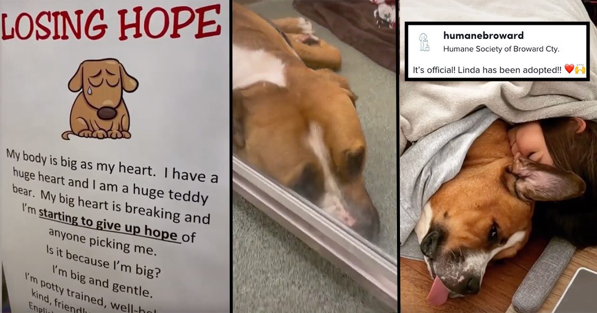 dog losing hope finally finds her forever home after going viral with her heartbreaking story